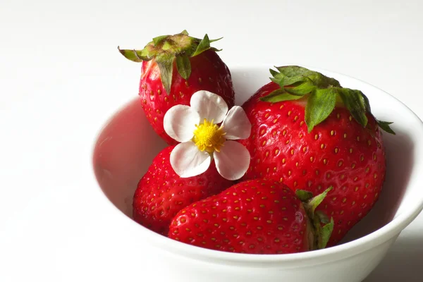 Fragola viva con fiore bianco — Foto Stock