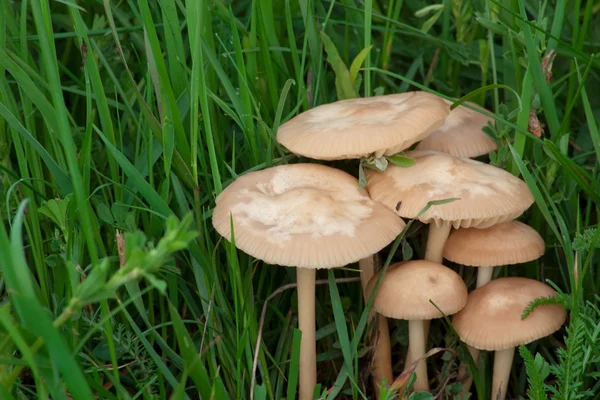 Champignons de printemps dans l'herbe verte — Photo