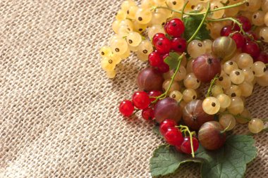 izole taze bektaşi ve kırmızı kuş üzümü