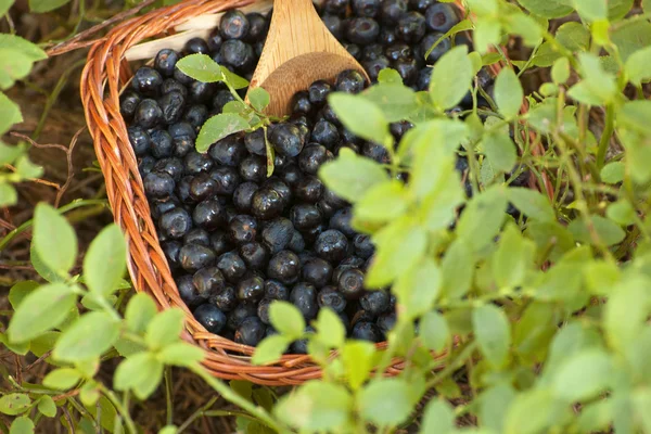 新鲜蓝莓与泛型植被 — 图库照片