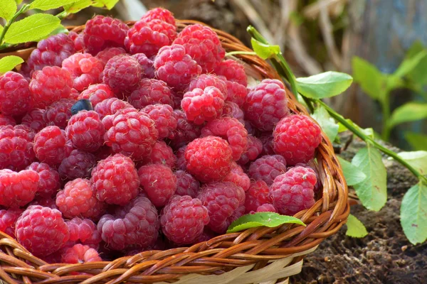 Świeże rubus idaeus w koszyku — Zdjęcie stockowe