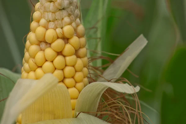 Żywy kolor świeżych kukurydzy — Zdjęcie stockowe