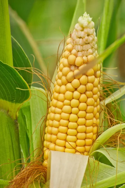 Fresh yellow corn grains peeled of leaves — Stock Photo, Image