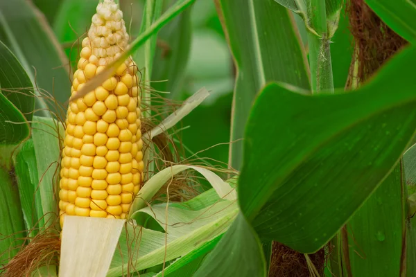 Peeled fresh yellow corn grains surrounded by leaves — Stock Photo, Image