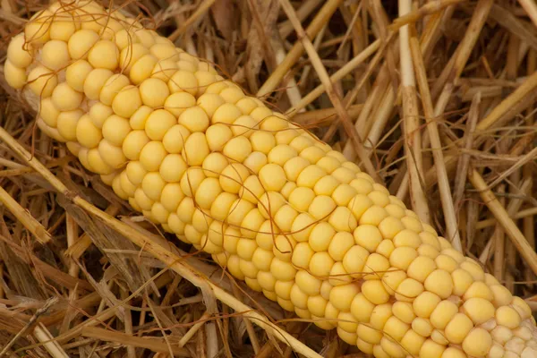 Fresh colorful corn isolated on background with straw — Stock Photo, Image