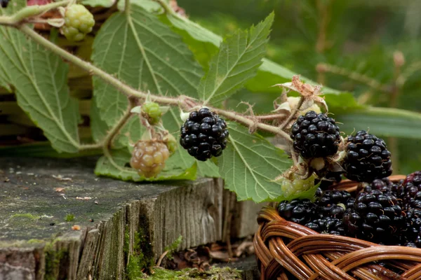 Black blackberry leaves blackberry bush next to a basket — Stock Photo, Image