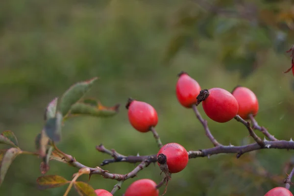 Ripe rosehip highlighted on branch — Stock Photo, Image