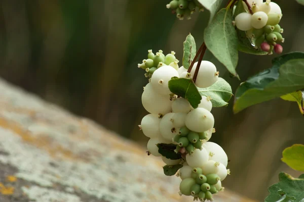 Symphoricarpos albus snowberry com folhas verdes — Fotografia de Stock