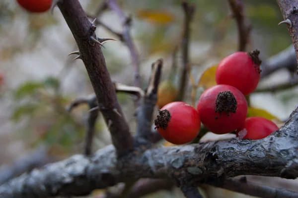 Rosehip ripe red ready for picking — Stock Photo, Image