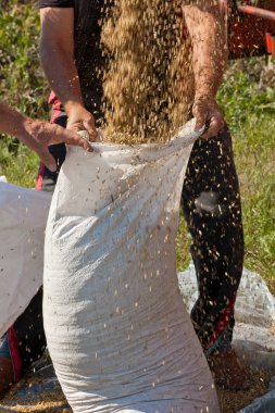 adam ile tahıl çuval doldurma