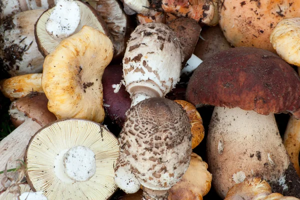 Different kind of edible forest mushrooms — Stock Photo, Image