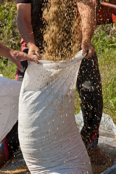 adam ile tahıl çuval doldurma