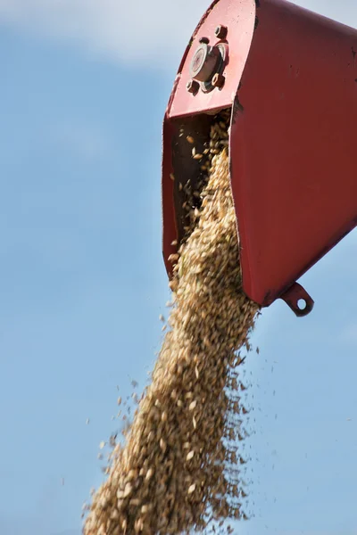 Harvesting combine emptying the grain — Stock Photo, Image