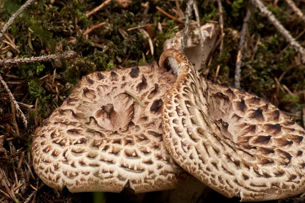 Sarcodon imbricatus in romania 's woods — стоковое фото