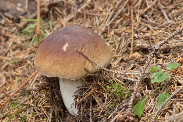 Young boletus edulis in the woods — Stock Photo, Image