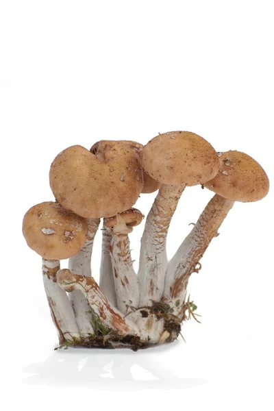 Armillaria mellea beyaz zemin üzerine
