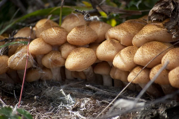 Armillaria mellea в естественной среде обитания — стоковое фото