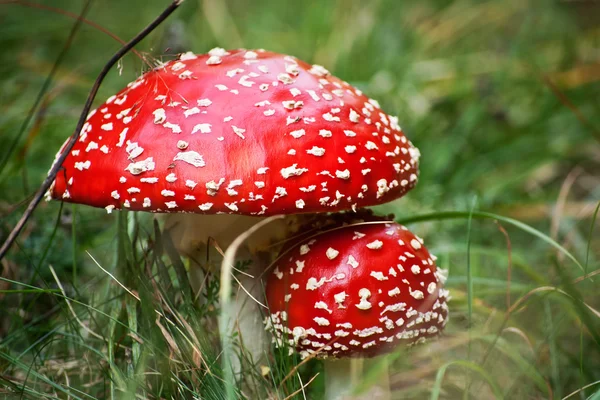 Amanita muscaria toksyczny grzyb w trawie — Zdjęcie stockowe