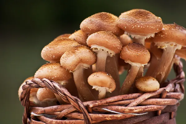 Armillaria mellea collected in a basket close view — Stock Photo, Image