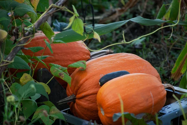 Abóboras laranja de tamanho diferente — Fotografia de Stock