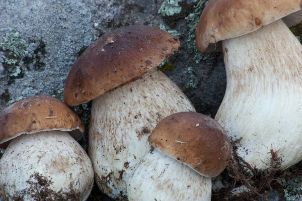 Четыре boletus edulis разного размера — стоковое фото