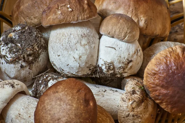 Close view of collected boletus edulis — Stock Photo, Image