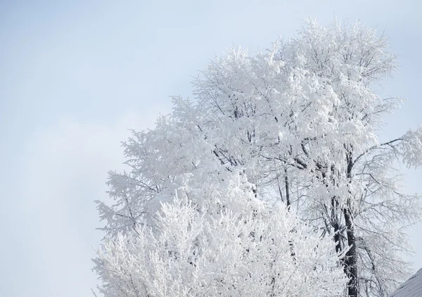 Gruppo di alberi con gelo — Foto Stock