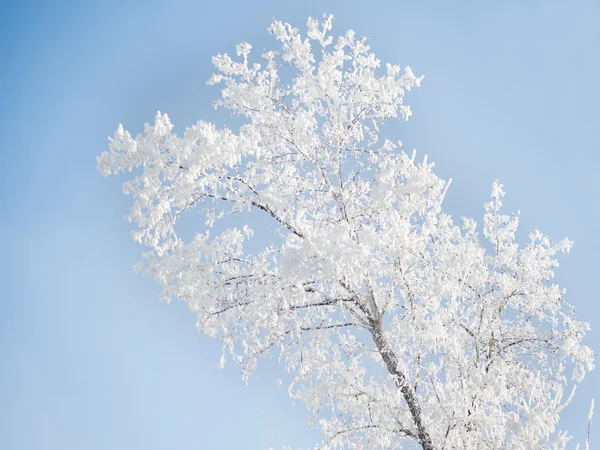 Albero con gelo — Foto Stock