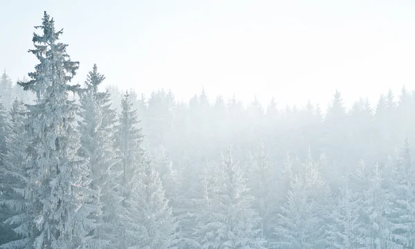 Skog på vintern — Stockfoto