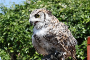 baykuş, yakın çekim