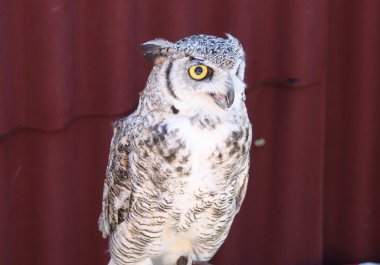 baykuş, yakın çekim