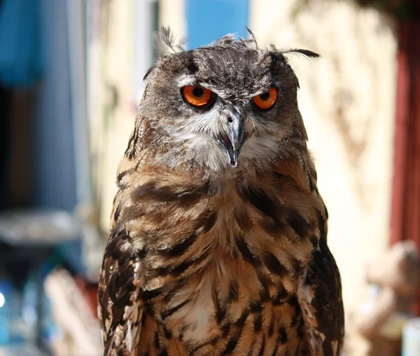 baykuş, yakın çekim