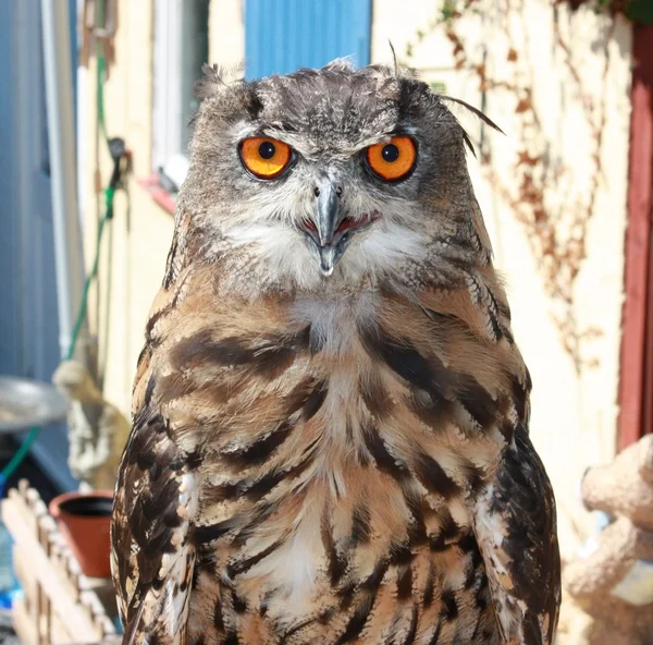 baykuş, yakın çekim