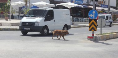 yoldan geçerken köpek