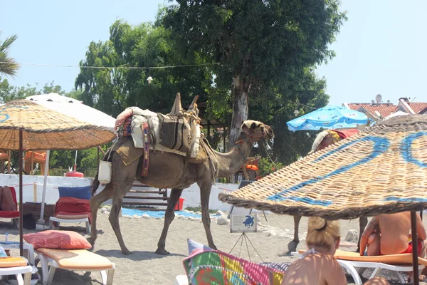 Chameaux sur la plage — Photo