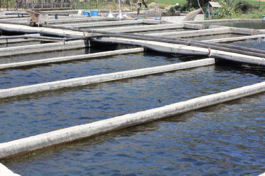 Alabalık yetiştiriciliği