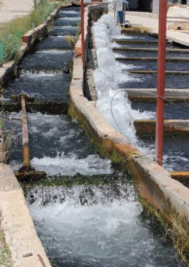 Alabalık yetiştiriciliği
