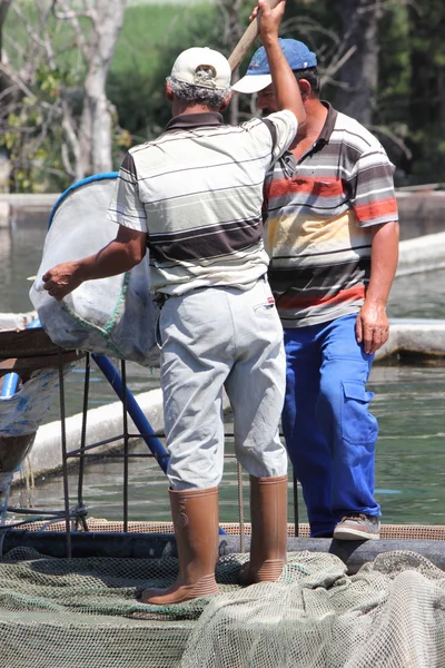 Trout farming — Stock Photo, Image