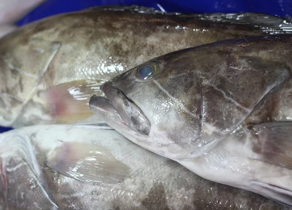 Mercado do peixe — Fotografia de Stock