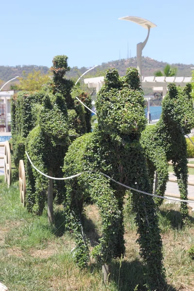 The art of topiary — Stock Photo, Image