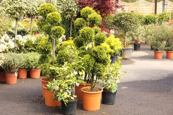 Plantas em vaso — Fotografia de Stock