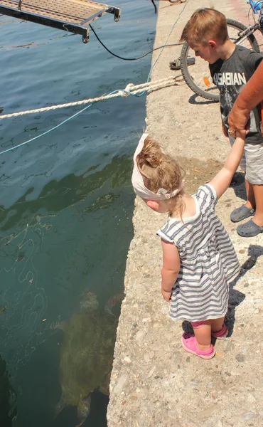 Uma menina e um menino olhando para uma tartaruga no mar — Fotografia de Stock