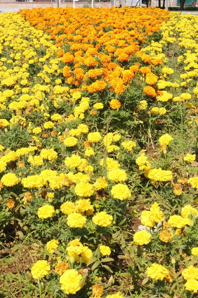 Fiori in piena fioritura — Foto Stock