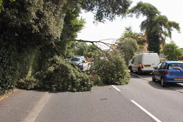 A fallen tree across the road during high winds — Stock Photo, Image