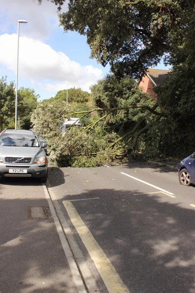 A fallen tree in high winds — Stock Photo, Image