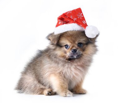 Şirin Pomeranya köpeği Noel Baba şapkalı melez Pekin köpeği Mutlu Noeller ve mutlu yıllar, beyaz arka planda izole edilmiş.