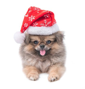 Şirin Pomeranya köpeği Noel Baba şapkalı melez Pekin köpeği Mutlu Noeller ve mutlu yıllar, beyaz arka planda izole edilmiş.
