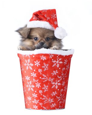 Şirin Pomeranya köpeği Noel Baba şapkalı melez Pekin köpeği Mutlu Noeller ve mutlu yıllar, beyaz arka planda izole edilmiş.