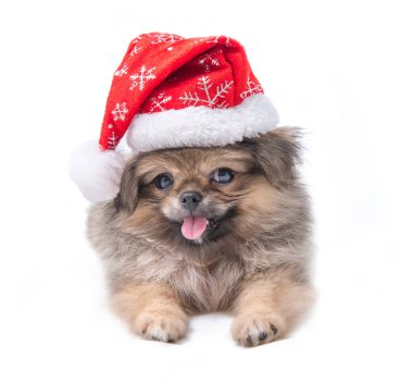 Şirin Pomeranya köpeği Noel Baba şapkalı melez Pekin köpeği Mutlu Noeller ve mutlu yıllar, beyaz arka planda izole edilmiş.