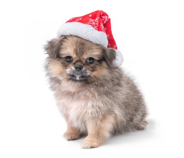 Şirin Pomeranya köpeği Noel Baba şapkalı melez Pekin köpeği Mutlu Noeller ve mutlu yıllar, beyaz arka planda izole edilmiş.